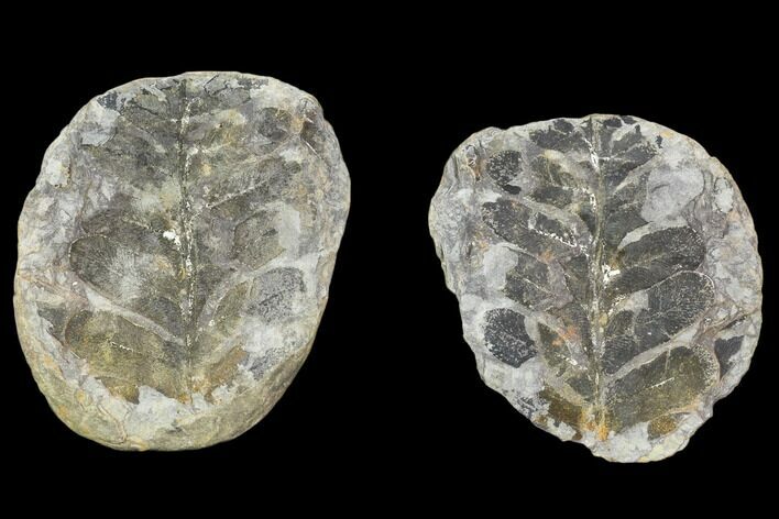 Neuropteris Fern Fossil (Pos/Neg) - Mazon Creek #104315
